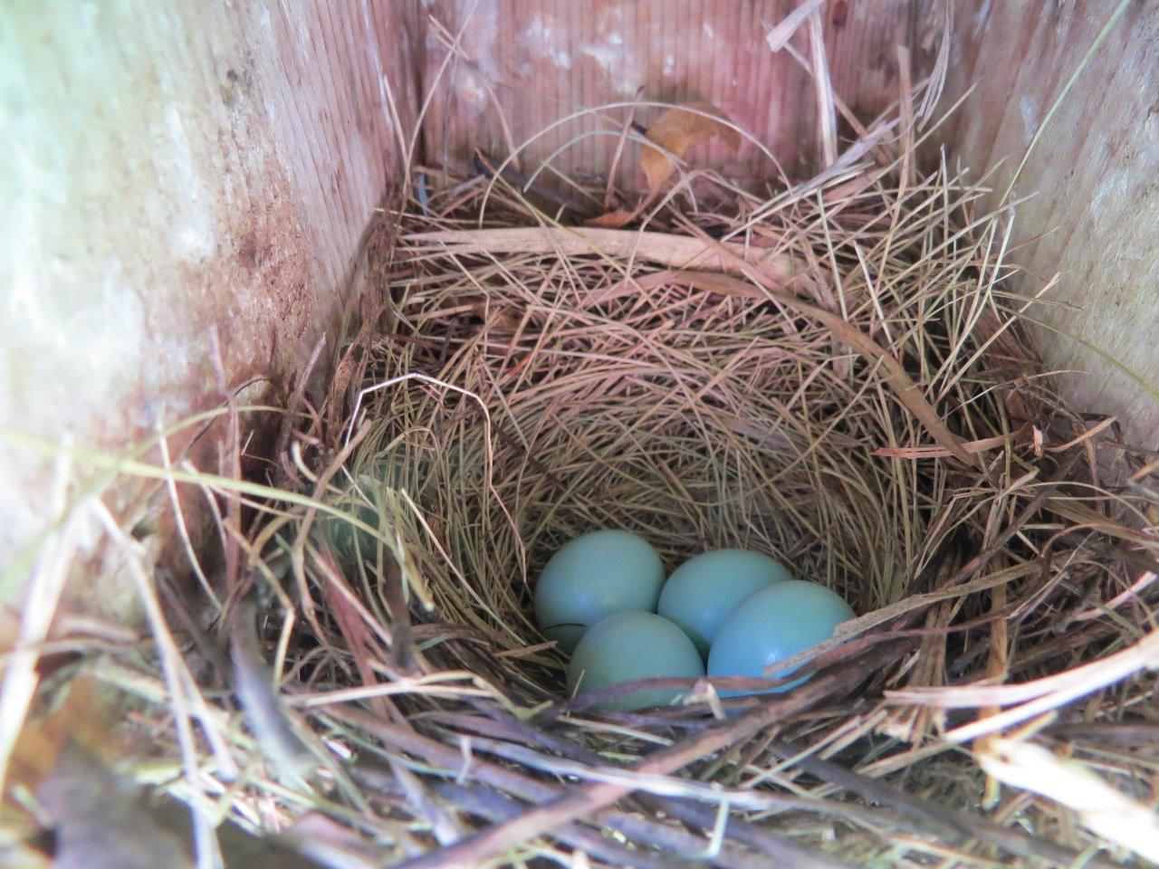 Bluebird Eggs
